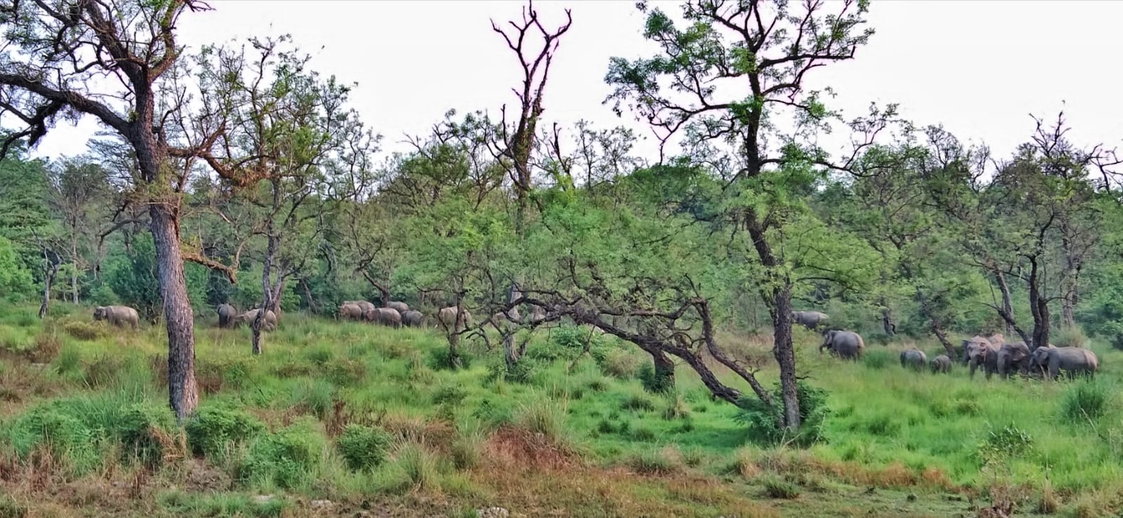 Wild Elephants